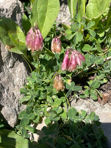 Hayden's Clover (Trifolium haydenii)