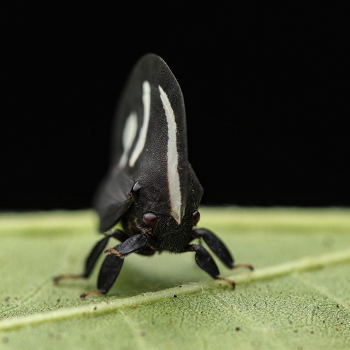 Membracis mimica