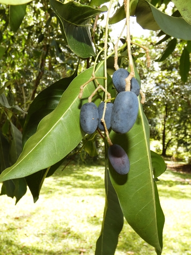 Native olive (Chionanthus ramiflorus)