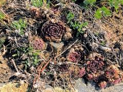 Sempervivum transcaucasicum