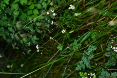 Thalictrum javanicum