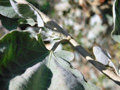 Malacothamnus fasciculatus nuttallii