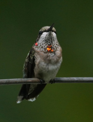 Ruby-throated Hummingbird photographed in Maryland