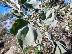 Malacothamnus fasciculatus nuttallii