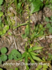 Aletris formosana