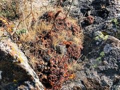 Sempervivum transcaucasicum