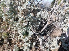 Malacothamnus fasciculatus nuttallii