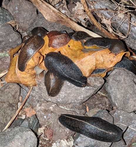 Tropical Leatherleaf Slug