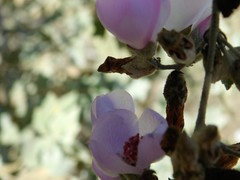 Malacothamnus fasciculatus nuttallii