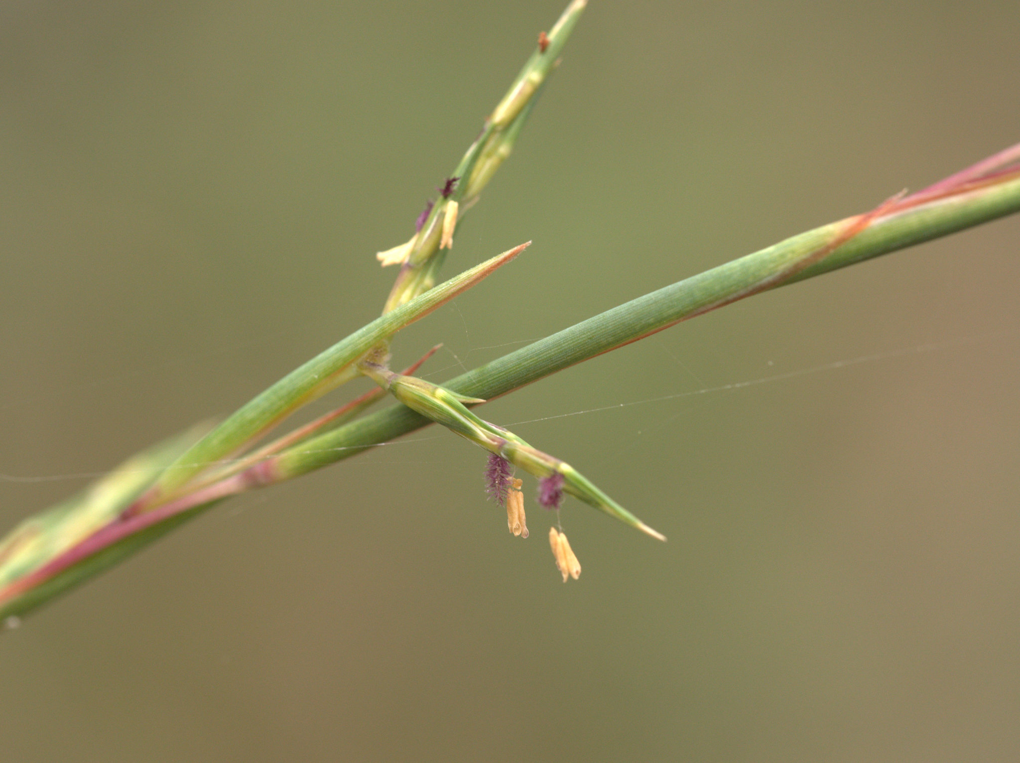 Cymbopogon refractus