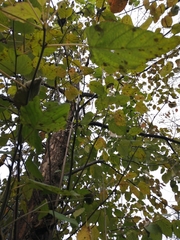 Davidia involucrata
