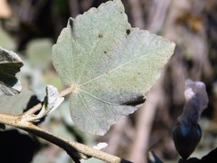 Malacothamnus fasciculatus nuttallii
