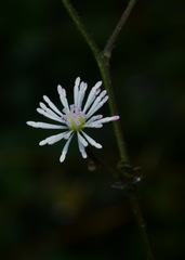 Thalictrum javanicum