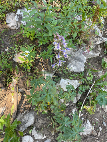 Subalpine Larkspur (Delphinium occidentale)
