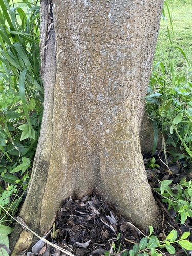 Cordia collococca - Leaves