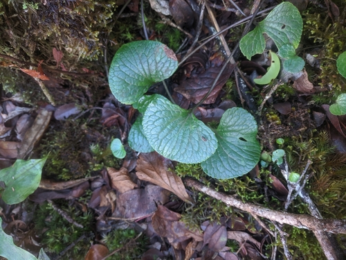 Image of Viola kauaensis by (c) Eric Knight, some rights reserved (CC BY)