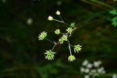 Thalictrum javanicum