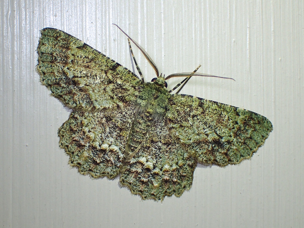 Green Looper