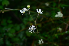 Thalictrum javanicum