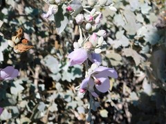 Malacothamnus fasciculatus nuttallii