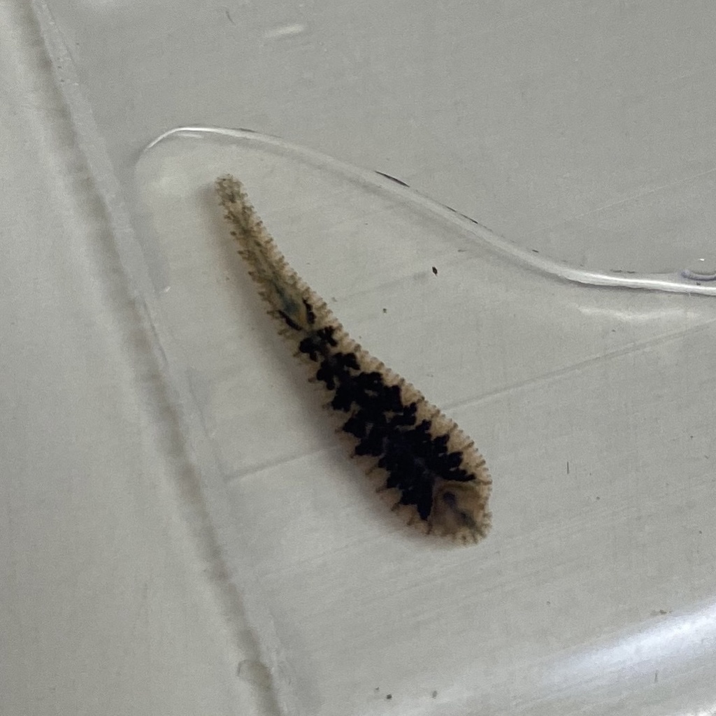 Placobdelloides