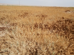 Aeluropus lagopoides