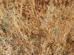 Aeluropus lagopoides