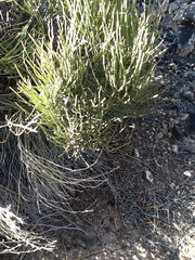 Ephedra torreyana