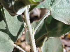 Malacothamnus fasciculatus nuttallii