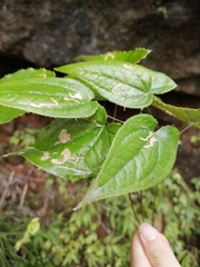 Epimedium