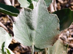 Malacothamnus fasciculatus nuttallii