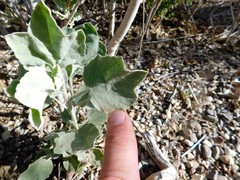 Malacothamnus fasciculatus nuttallii