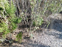 Malacothamnus fasciculatus nuttallii