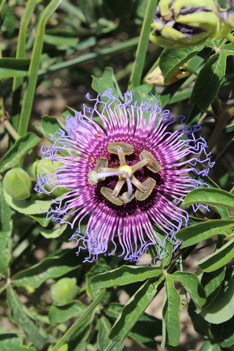 crato passionvine