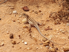 Ctenophorus maculatus