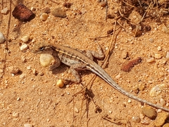 Ctenophorus maculatus