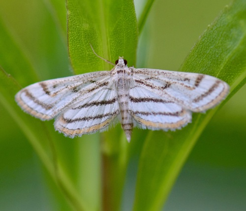 Chestnut-marked Pondweed Moth photo 3