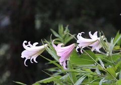 Lilium japonicum