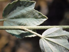 Malacothamnus fasciculatus nuttallii