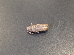 Trichoferus campestris