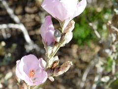 Malacothamnus fasciculatus nuttallii