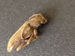 Trichoferus campestris