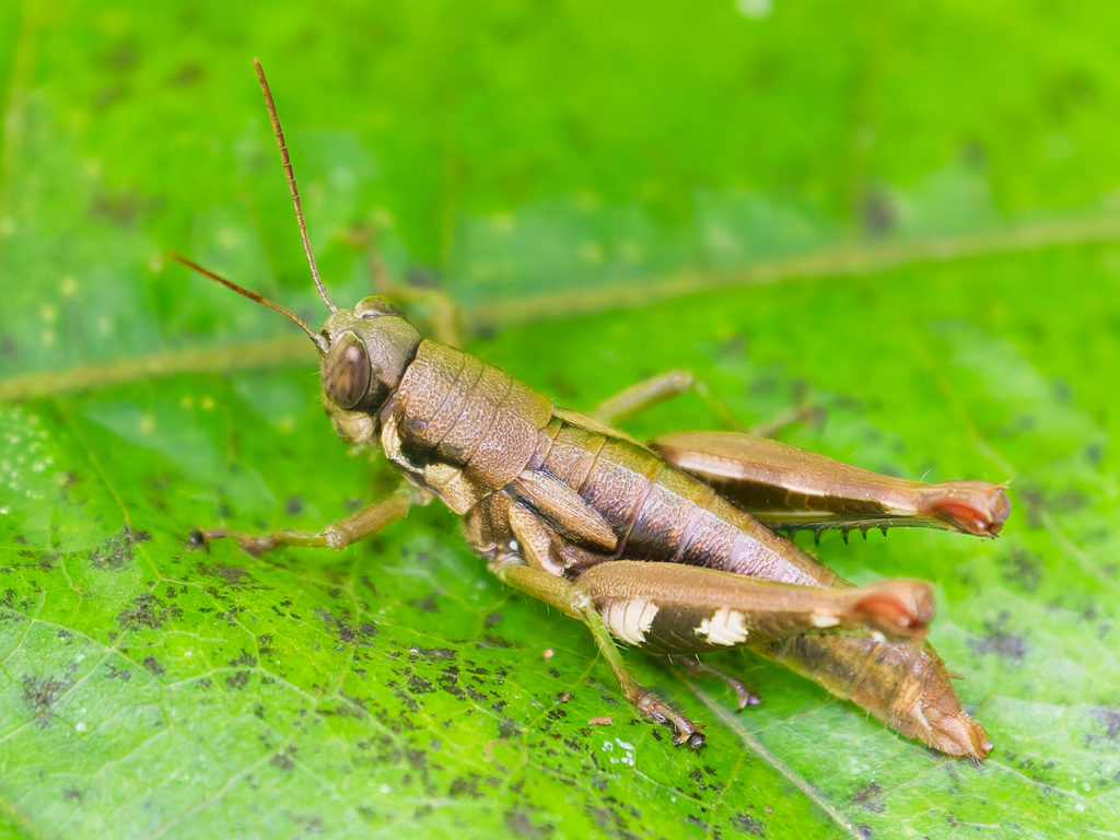 Pteropera brosseti