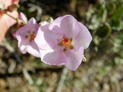Malacothamnus fasciculatus nuttallii