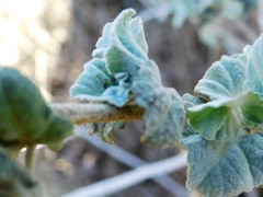 Malacothamnus fasciculatus nuttallii