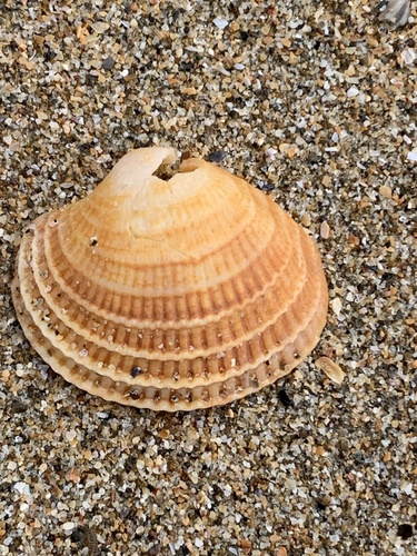 Antigona lamellaris observed 2025-08-14