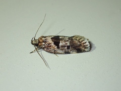 Barea melanodelta