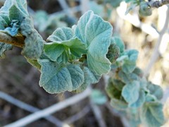 Malacothamnus fasciculatus nuttallii