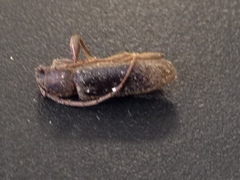 Trichoferus campestris