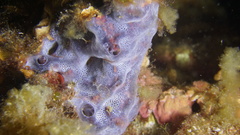 Didemnide gélatineux, Didemnide spongieux photo 4